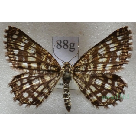 Chiasmia clathrata (Linnaeus, 1758) Witalnik naostrzak Czech88g